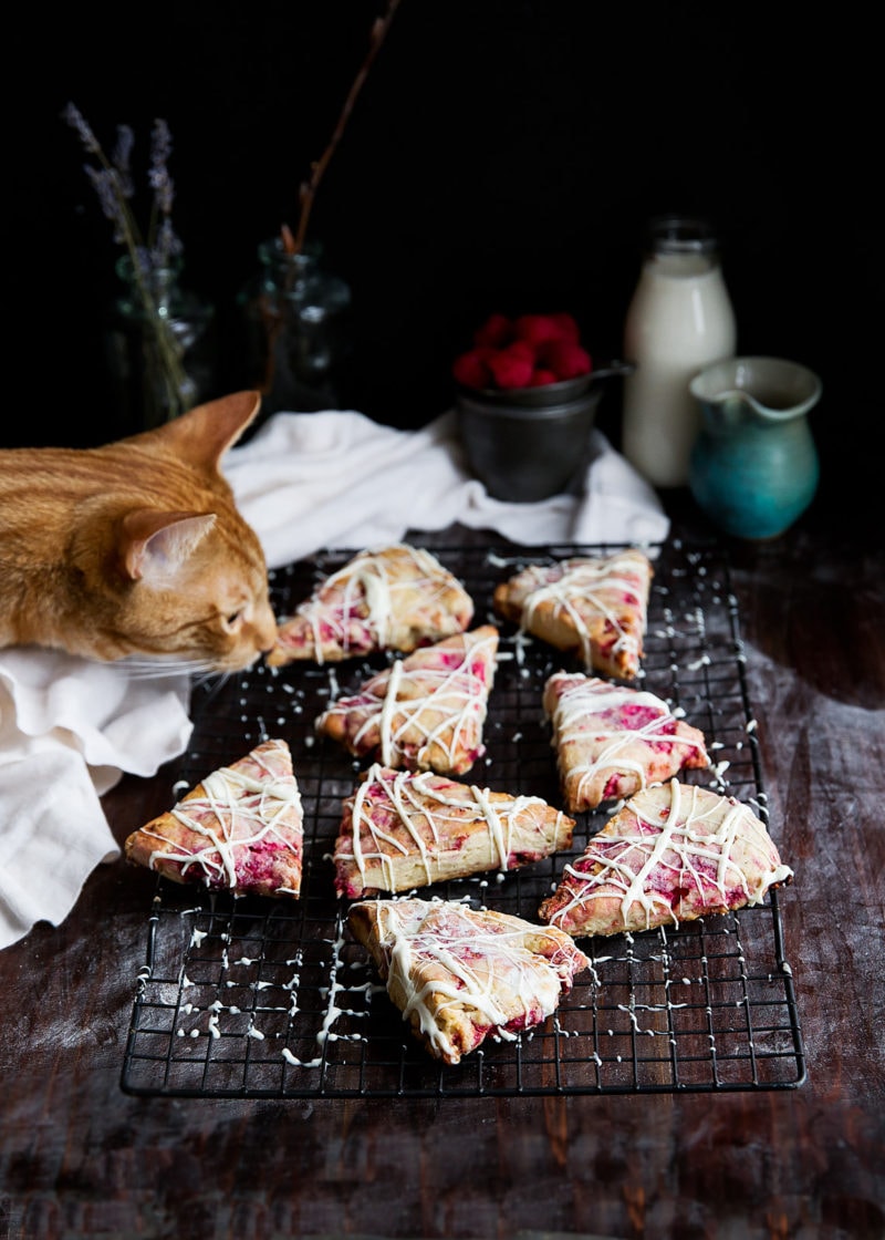 cat sniffing White Chocolate Raspberry Rhubarb Scones