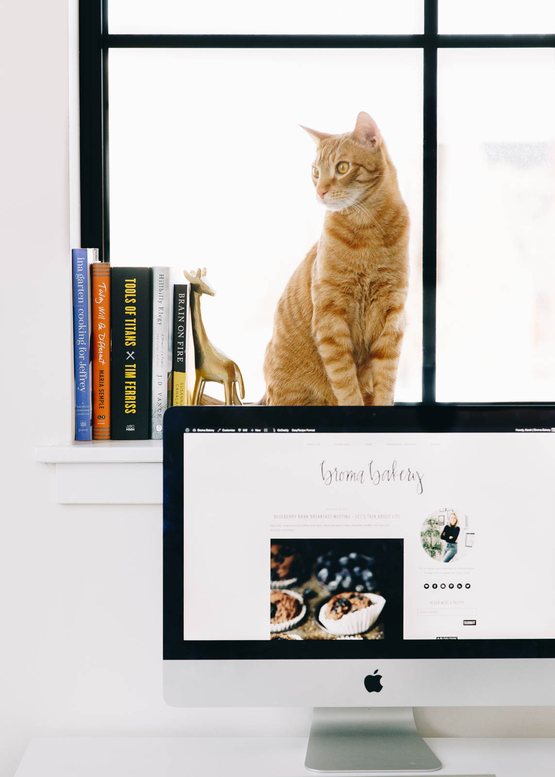 cat sitting in windowsill behind computer screen