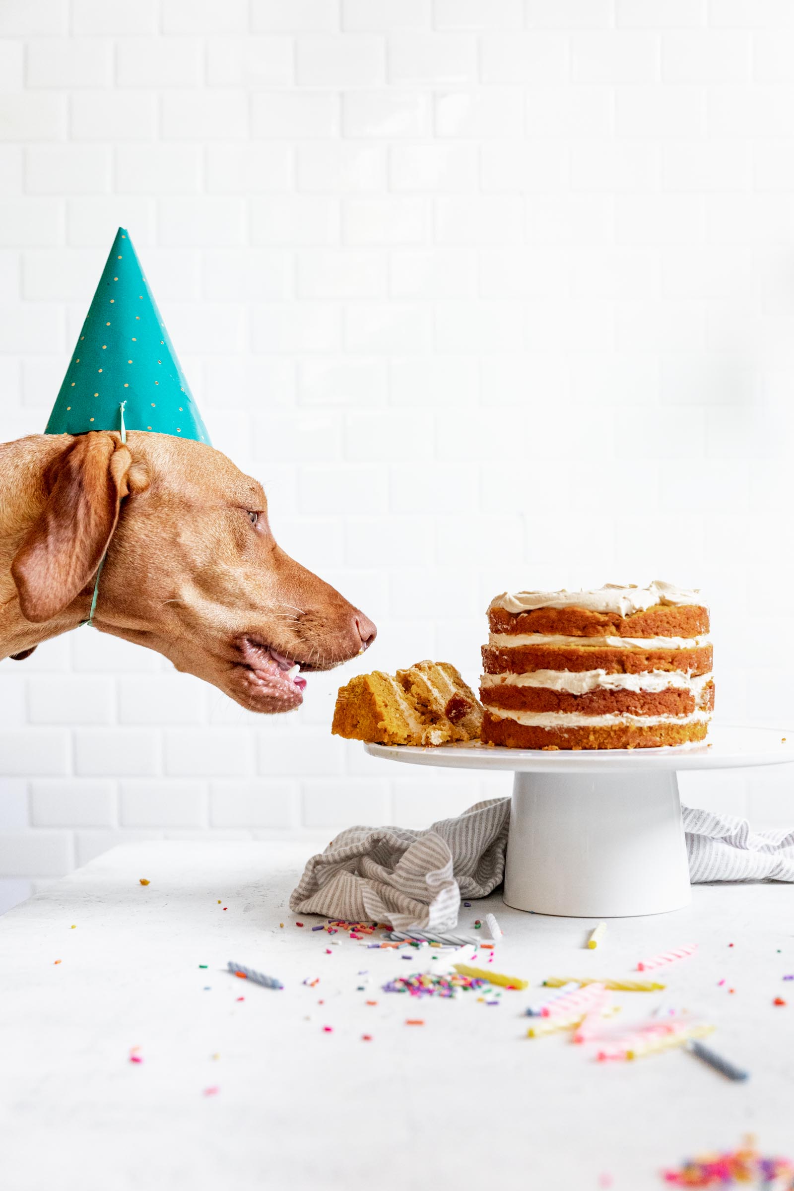 Taking a bite of dog birthday cake