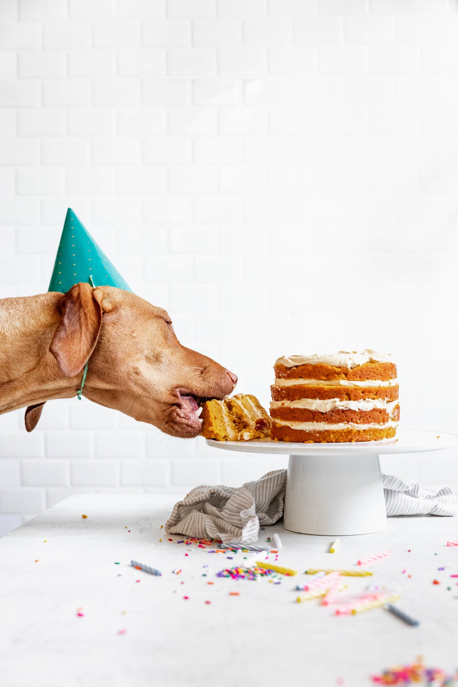 Tilly's dog birthday cake